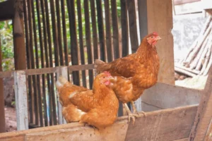est ce que les tiques peuvent s'attaquer aux poules