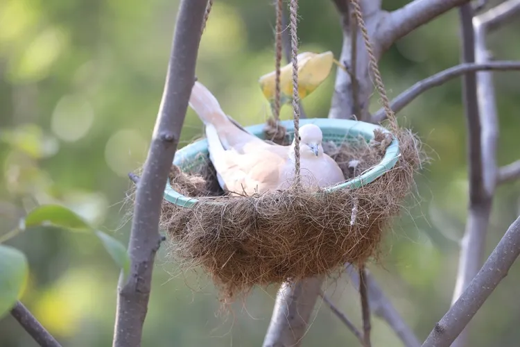 fabriquer un nid d'oiseaux avec des objets de récuperation