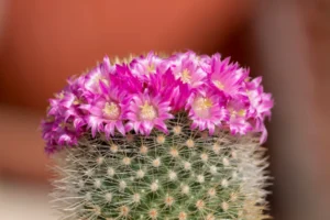 faire fleurir un cactus