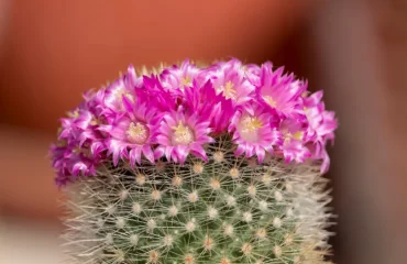 faire fleurir un cactus