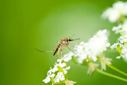 fleur qui repousse les moustiques