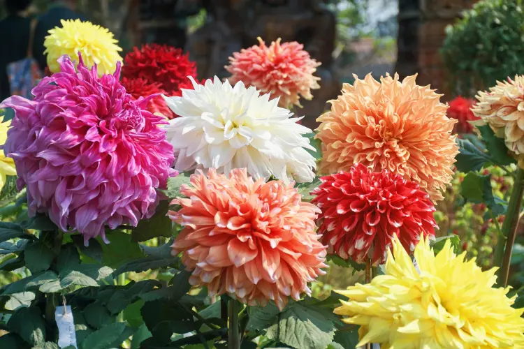 fleurs qui fleuriront même dans la sécheresse plein soleil chaleur shalias entretien