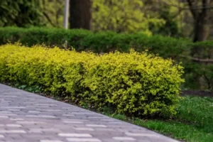 forsythia plante arbustive sans entretien croissance rapide haie basse fleurie persistante