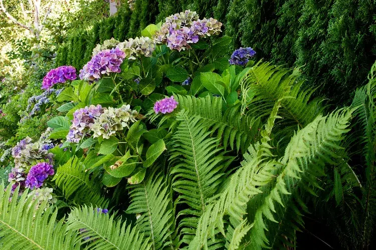fougères plantes à planter au pied des hortensias