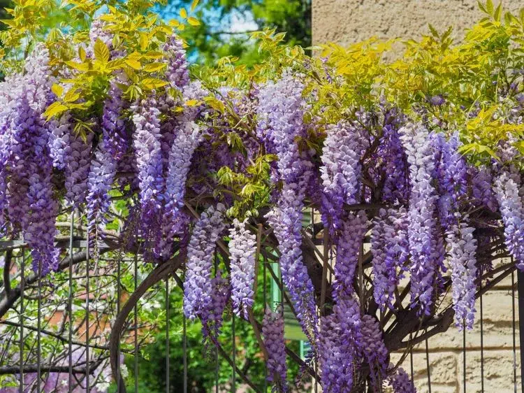 glycine plante grimpante à fleurs pour végétaliser une gloriette de jardin clôture tonnelle en fer