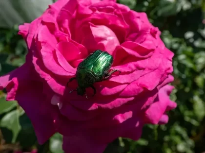 hanneton des roses insecte auxiliaire