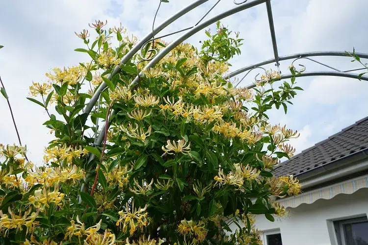 honeysuckle plante grimpante vivace persistante fleurs pour gloriette en fer