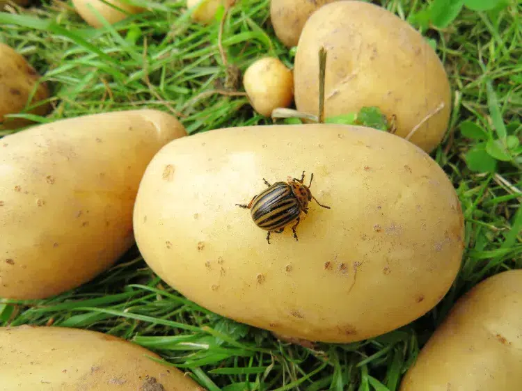 le doryphore aime les pommes de terre