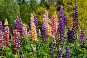 lupin engrais vert plantes qui améliorent enrichissent le sol jardin décompactent terre potager limitent mauvaises herbes