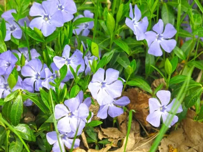 petite pervenche vinca minor