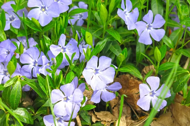 petite pervenche vinca minor