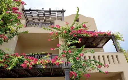 peut on cultiver un bougainvillier sur un balcon pot treillis support emplacement taille culture bonsaï arbuste
