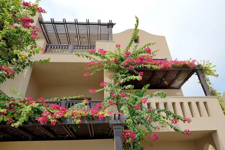 peut on cultiver un bougainvillier sur un balcon pot treillis support emplacement taille culture bonsaï arbuste
