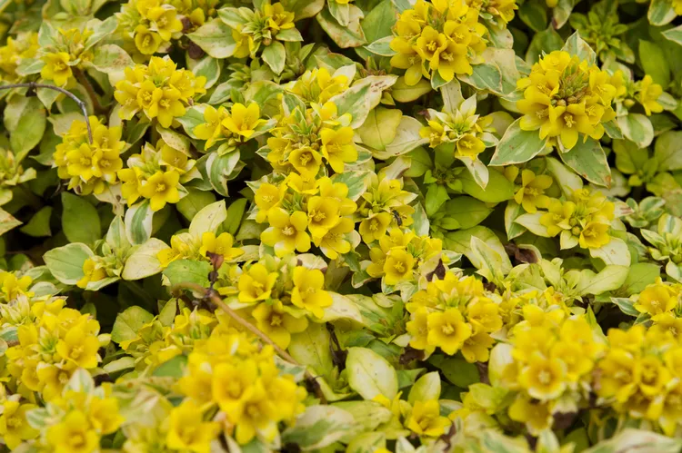 plante couvre sol à croissance rapide lysimachia congestiflora