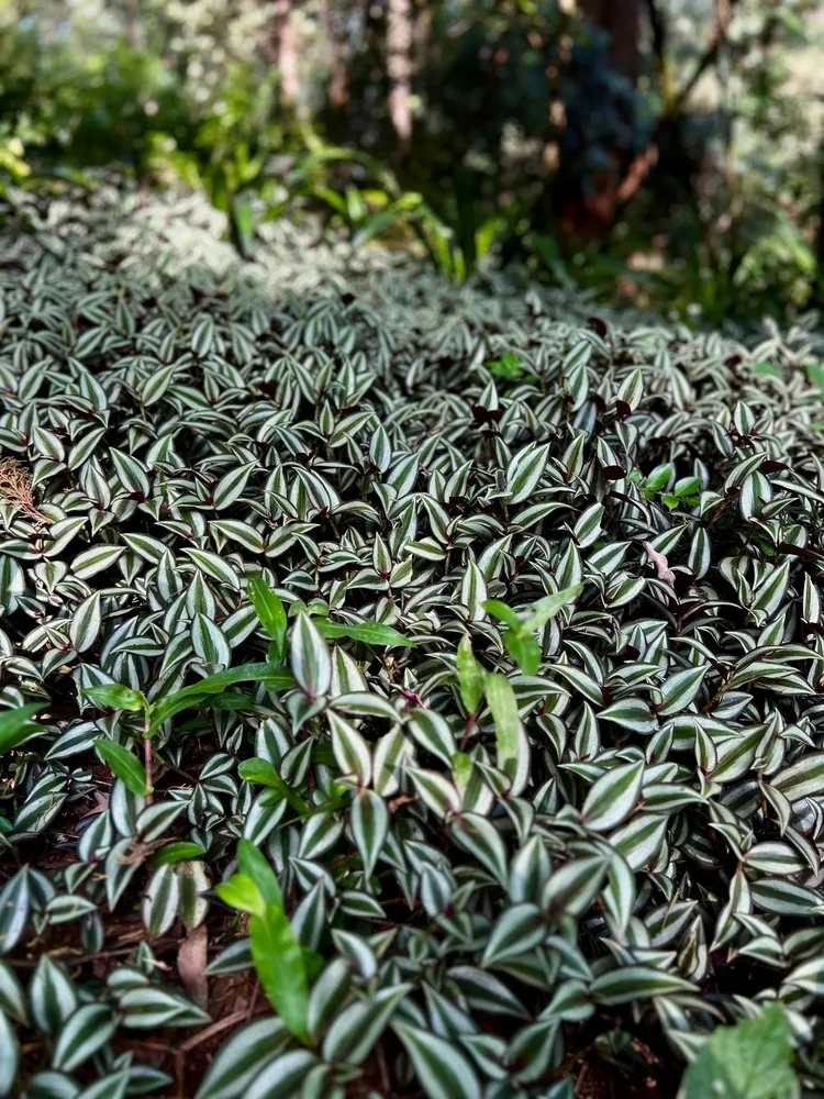 plante tapissante à croissance rapide tradescantia zebrina