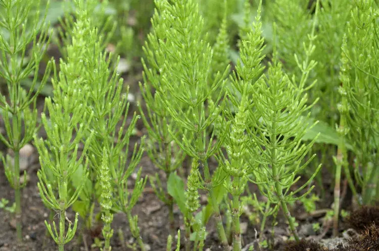 prêle mauvaise herbe utile jardin qui améliore ph sol décompacte terre engrais vert fertilisant