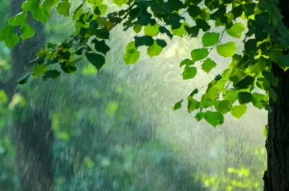 protéger son jardin de la pluie arbres creatikon studio shutterstock
