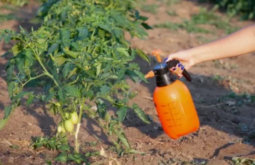 pulvériser les tomates avec de l'iode