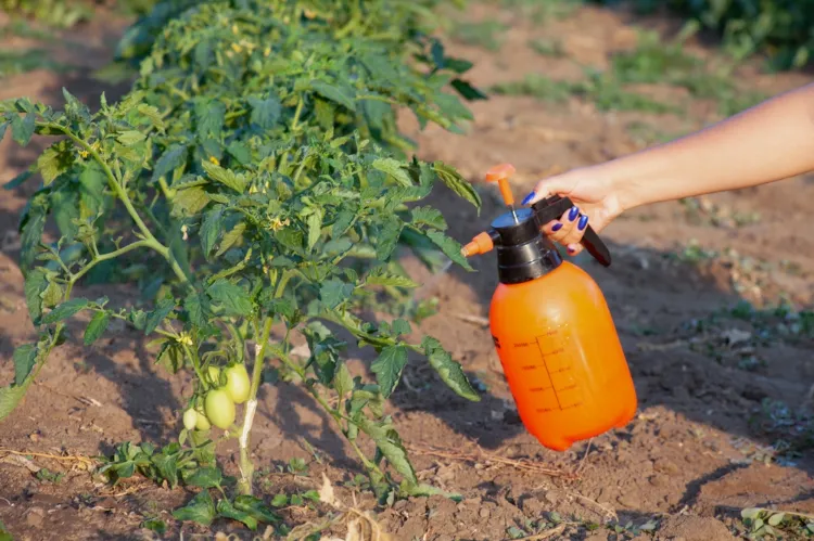 pulvériser les tomates avec de l'iode