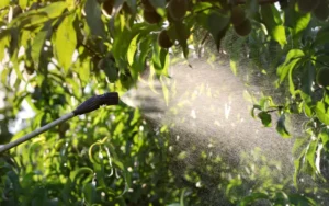 quand et comment fertiliser un pêcher faire fructifier sima shutterstock