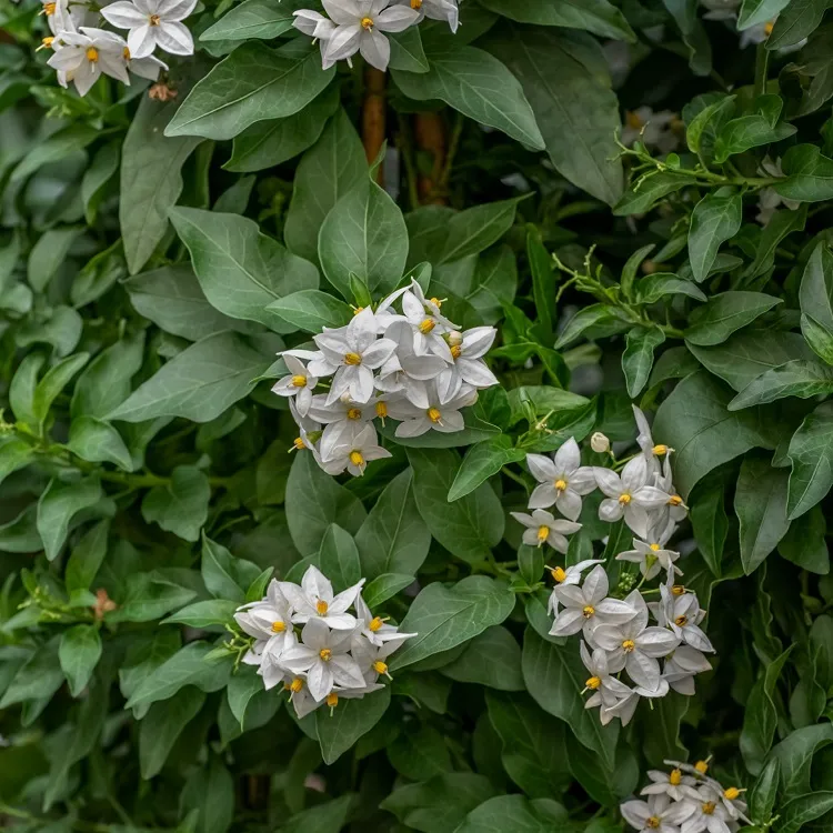 quand où comment planter solanum faux jasmin pot pleine terre entretien arbuste grimpant persistant