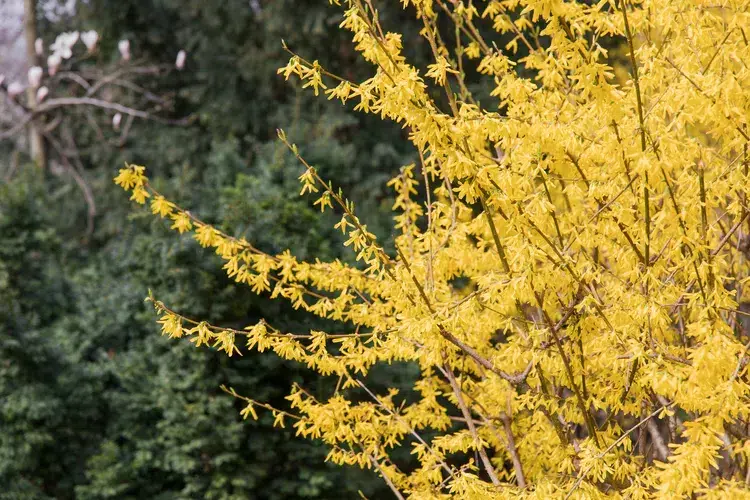 quand tailler un forsythia