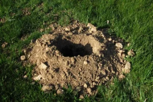 quel animal fait des trous dans mon jardin taupe souris rat mare salerno shutterstock
