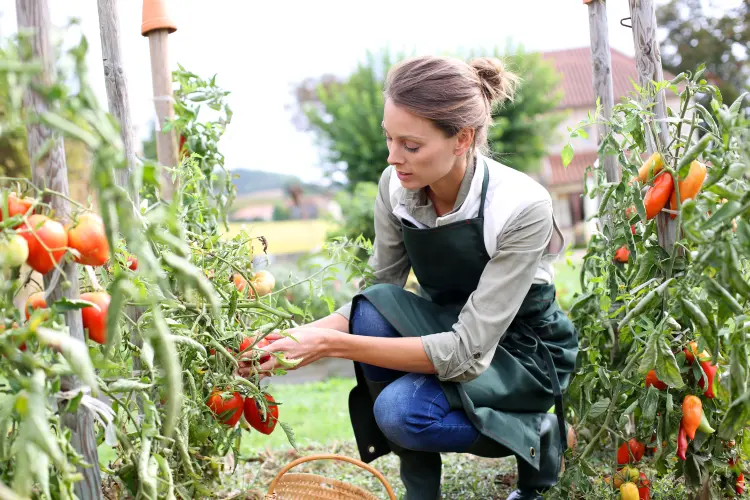 quel légume ne pas planter à côté des tomates compagnes 