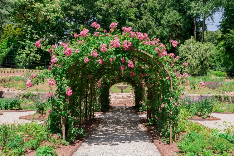 quel rosier pour une arche jardin variété grimpant 