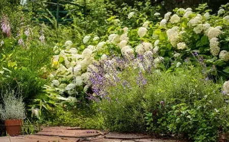 quelles plantes à fleurs planter au pied des hortensias et lavande bordure jardin massif