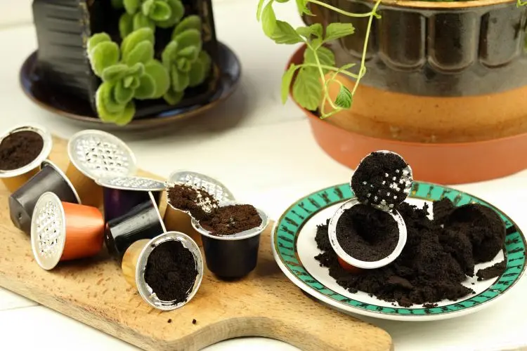 quelles plantes aiment le marc de café jardin utilisation engrais comment 