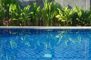 quelles plantes installer autour de la piscine