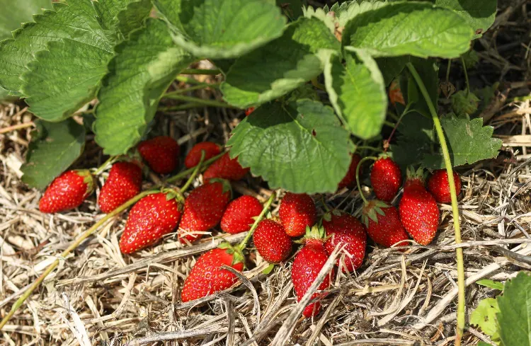 quelles sont les erreurs à éviter dans la culture des fraises