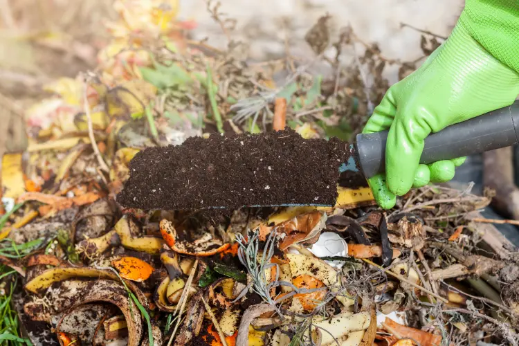 quels déchets domestiques utiliser comme engrais naturel plantes compost mariana serdynska shutterstock