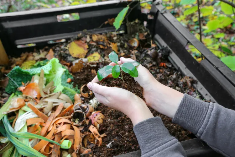 quels déchets domestiques utiliser comme engrais naturel plantes jardin