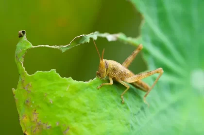 qu'est ce qui attire les criquets au jardin