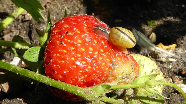 ravageurs sur les fraises 2024