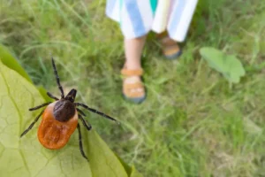 se débarrasser tiques jardin prévention naturellement que faire nid kpixmining shutterstock