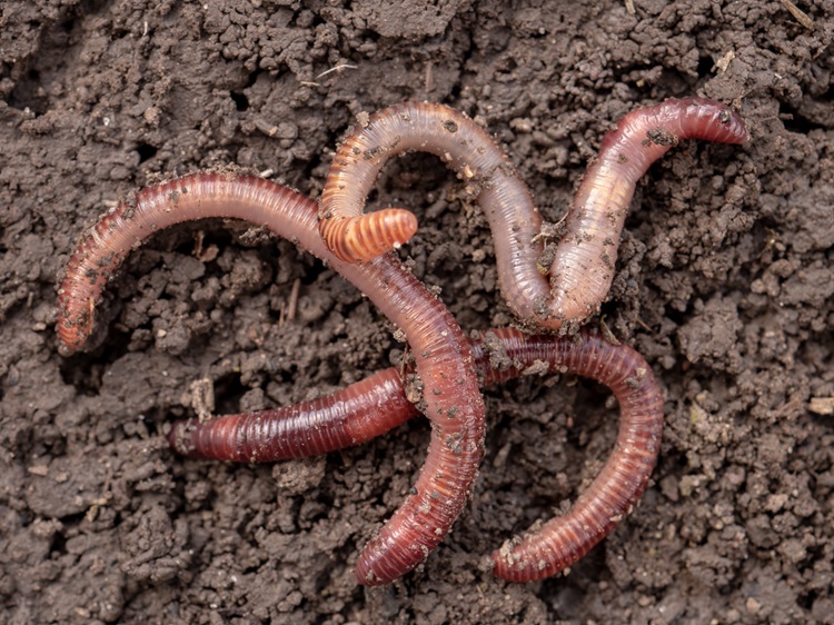 earthworms,in,black,soil,of,greenhouse.,macro,brandling,,panfish,,trout,
