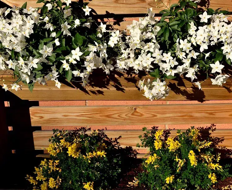 solanum en pot entretien balcon jardin emplacement exposition où cultiver plante grimpante fleurie plein soleil