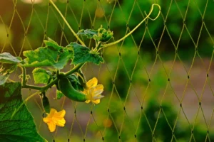 treillis pour concombres à faire soi même facile idées diy bois supratchai pimpaeng shutterstock