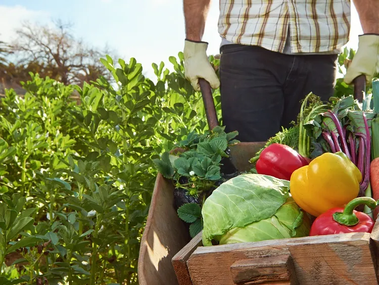 9 recettes d'engrais pour améliorer le goût de vos légumes au potager