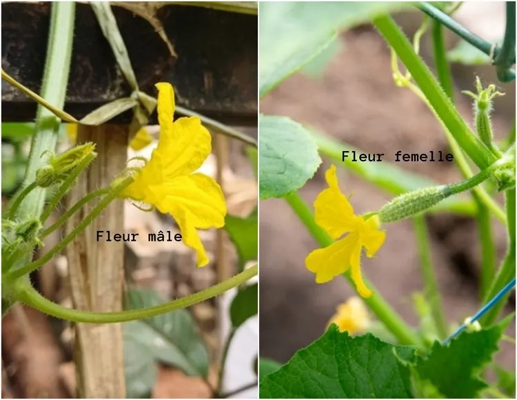 apprendre à reconnaître fleur mâle et femelle du concombre