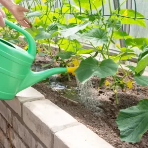 arroser les jeunes plants de concombre
