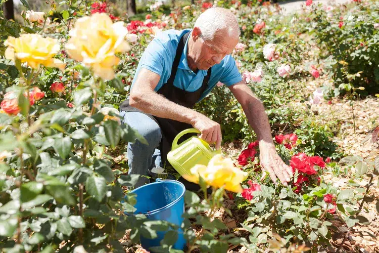 arroser les rosiers avec de l'engrais naturel