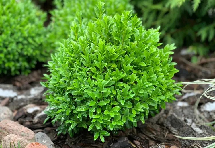 buis, arbuste persistant pour été