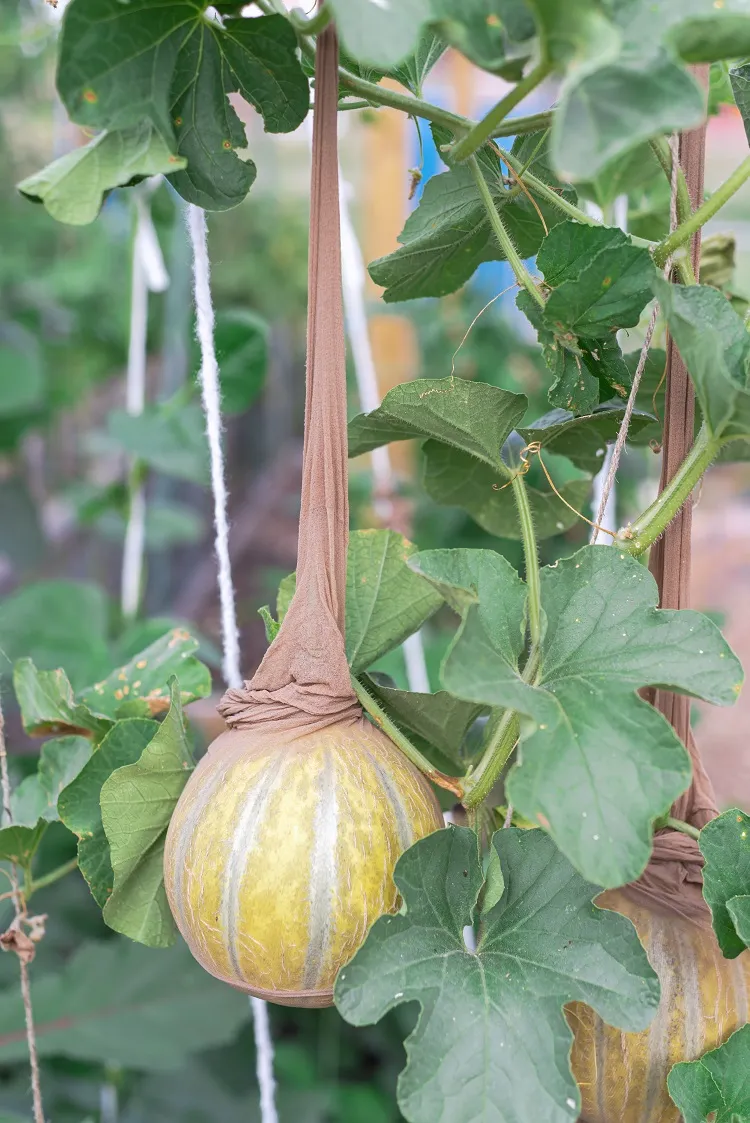 comment réutiliser les collants au jardin