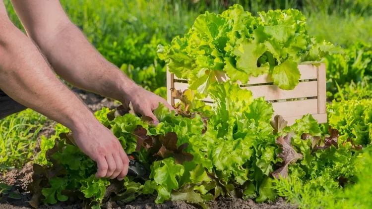 cultiver des laitues, légume facile pour débutants