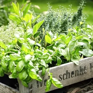 cultiver des plantes aromatiques au jardin