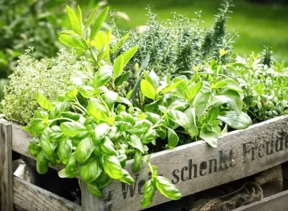cultiver des plantes aromatiques au jardin